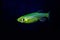 Fluorescent Freshwater Fish,Â Electric Green zebra danio fish